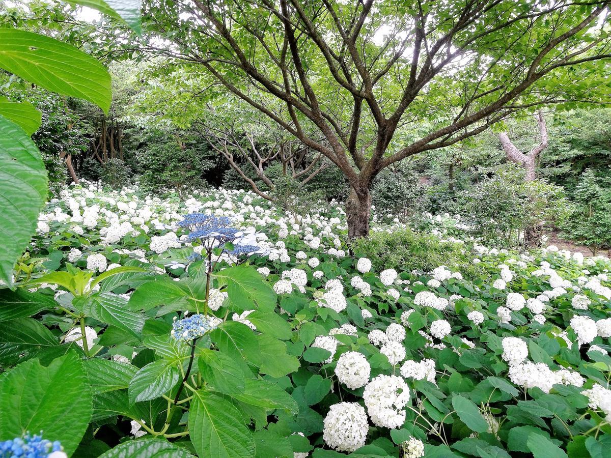 ホライゾン Villa Oshima Eksteriør billede